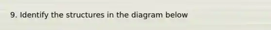 9. Identify the structures in the diagram below