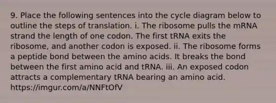 9. Place the following sentences into the cycle diagram below to outline the steps of translation. i. The ribosome pulls the mRNA strand the length of one codon. The first tRNA exits the ribosome, and another codon is exposed. ii. The ribosome forms a peptide bond between the amino acids. It breaks the bond between the first amino acid and tRNA. iii. An exposed codon attracts a complementary tRNA bearing an amino acid. https://imgur.com/a/NNFtOfV