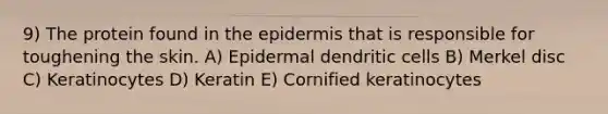 9) The protein found in the epidermis that is responsible for toughening the skin. A) Epidermal dendritic cells B) Merkel disc C) Keratinocytes D) Keratin E) Cornified keratinocytes