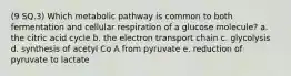 (9 SQ.3) Which metabolic pathway is common to both fermentation and cellular respiration of a glucose molecule? a. the citric acid cycle b. the electron transport chain c. glycolysis d. synthesis of acetyl Co A from pyruvate e. reduction of pyruvate to lactate