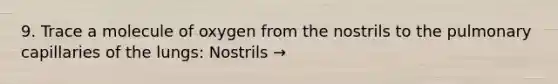 9. Trace a molecule of oxygen from the nostrils to the pulmonary capillaries of the lungs: Nostrils →