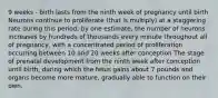 9 weeks - birth lasts from the ninth week of pregnancy until birth Neurons continue to proliferate (that is multiply) at a staggering rate during this period; by one estimate, the number of neurons increases by hundreds of thousands every minute throughout all of pregnancy, with a concentrated period of proliferation occurring between 10 and 20 weeks after conception The stage of prenatal development from the ninth week after conception until birth, during which the fetus gains about 7 pounds and organs become more mature, gradually able to function on their own.
