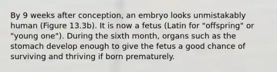 By 9 weeks after conception, an embryo looks unmistakably human (Figure 13.3b). It is now a fetus (Latin for "offspring" or "young one"). During the sixth month, organs such as the stomach develop enough to give the fetus a good chance of surviving and thriving if born prematurely.