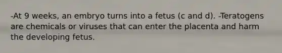 -At 9 weeks, an embryo turns into a fetus (c and d). -Teratogens are chemicals or viruses that can enter the placenta and harm the developing fetus.