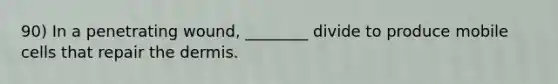 90) In a penetrating wound, ________ divide to produce mobile cells that repair the dermis.
