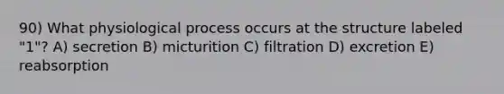 90) What physiological process occurs at the structure labeled "1"? A) secretion B) micturition C) filtration D) excretion E) reabsorption