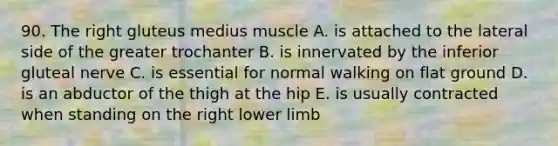 90. The right gluteus medius muscle A. is attached to the lateral side of the greater trochanter B. is innervated by the inferior gluteal nerve C. is essential for normal walking on flat ground D. is an abductor of the thigh at the hip E. is usually contracted when standing on the right lower limb