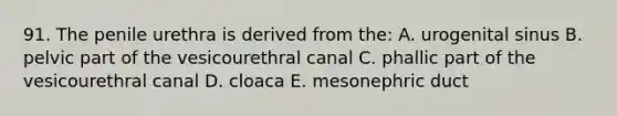 91. The penile urethra is derived from the: A. urogenital sinus B. pelvic part of the vesicourethral canal C. phallic part of the vesicourethral canal D. cloaca E. mesonephric duct