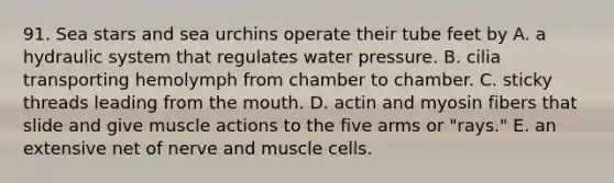 91. Sea stars and sea urchins operate their tube feet by A. a hydraulic system that regulates water pressure. B. cilia transporting hemolymph from chamber to chamber. C. sticky threads leading from the mouth. D. actin and myosin fibers that slide and give muscle actions to the five arms or "rays." E. an extensive net of nerve and muscle cells.