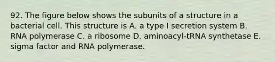 92. The figure below shows the subunits of a structure in a bacterial cell. This structure is A. a type I secretion system B. RNA polymerase C. a ribosome D. aminoacyl-tRNA synthetase E. sigma factor and RNA polymerase.