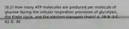 (9.2) How many ATP molecules are produced per molecule of glucose during the cellular respiration processes of glycolysis, the Krebs cycle, and the electron transport chain? A. 28 B. 2 C. 62 D. 36