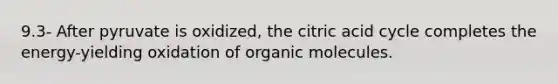 9.3- After pyruvate is oxidized, the citric acid cycle completes the energy-yielding oxidation of organic molecules.