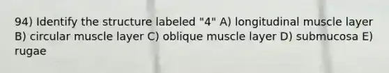 94) Identify the structure labeled "4" A) longitudinal muscle layer B) circular muscle layer C) oblique muscle layer D) submucosa E) rugae