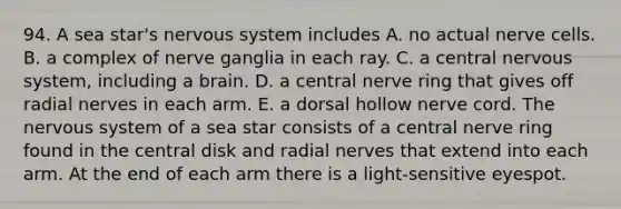 94. A sea star's nervous system includes A. no actual nerve cells. B. a complex of nerve ganglia in each ray. C. a central nervous system, including a brain. D. a central nerve ring that gives off radial nerves in each arm. E. a dorsal hollow nerve cord. The nervous system of a sea star consists of a central nerve ring found in the central disk and radial nerves that extend into each arm. At the end of each arm there is a light-sensitive eyespot.