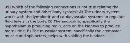 95) Which of the following connections is not true relating the urinary system and other body system? A) The urinary system works with the lymphatic and cardiovascular systems to regulate fluid levels in the body. D) The endocrine, specifically the hypothalamus producing renin, acts on the kidneys to produce more urine. E) The muscular system, specifically the cremaster muscle and sphincters, helps with voiding the bladder.