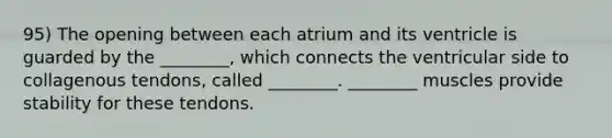 95) The opening between each atrium and its ventricle is guarded by the ________, which connects the ventricular side to collagenous tendons, called ________. ________ muscles provide stability for these tendons.