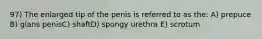 97) The enlarged tip of the penis is referred to as the: A) prepuce B) glans penisC) shaftD) spongy urethra E) scrotum