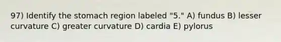 97) Identify the stomach region labeled "5." A) fundus B) lesser curvature C) greater curvature D) cardia E) pylorus