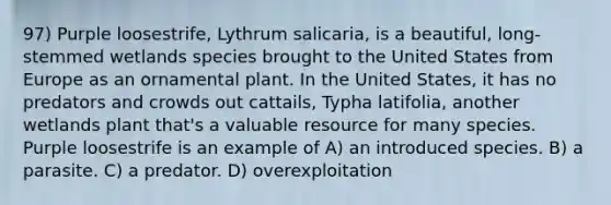 97) Purple loosestrife, Lythrum salicaria, is a beautiful, long-stemmed wetlands species brought to the United States from Europe as an ornamental plant. In the United States, it has no predators and crowds out cattails, Typha latifolia, another wetlands plant that's a valuable resource for many species. Purple loosestrife is an example of A) an introduced species. B) a parasite. C) a predator. D) overexploitation