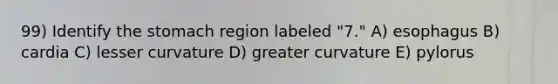 99) Identify the stomach region labeled "7." A) esophagus B) cardia C) lesser curvature D) greater curvature E) pylorus