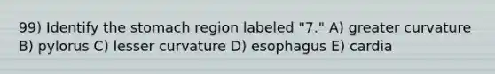 99) Identify <a href='https://www.questionai.com/knowledge/kLccSGjkt8-the-stomach' class='anchor-knowledge'>the stomach</a> region labeled "7." A) greater curvature B) pylorus C) lesser curvature D) esophagus E) cardia