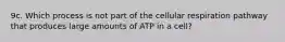 9c. Which process is not part of the cellular respiration pathway that produces large amounts of ATP in a cell?