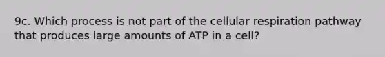 9c. Which process is not part of the cellular respiration pathway that produces large amounts of ATP in a cell?