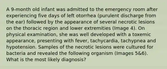 A 9-month old infant was admitted to the emergency room after experiencing five days of left otorrhea (purulent discharge from the ear) followed by the appearance of several necrotic lesions on the thoracic region and lower extremities (Image 4). On physical examination, she was well developed with a toxemic appearance, presenting with fever, tachycardia, tachypnea and hypotension. Samples of the necrotic lesions were cultured for bacteria and revealed the following organism (Images 5&6). What is the most likely diagnosis?