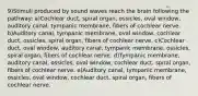 9)Stimuli produced by sound waves reach the brain following the pathway: a)Cochlear duct, spiral organ, ossicles, oval window, auditory canal, tympanic membrane, fibers of cochlear nerve. b)Auditory canal, tympanic membrane, oval window, cochlear duct, ossicles, spiral organ, fibers of cochlear nerve. c)Cochlear duct, oval window, auditory canal, tympanic membrane, ossicles, spiral organ, fibers of cochlear nerve. d)Tympanic membrane, auditory canal, ossicles, oval window, cochlear duct, spiral organ, fibers of cochlear nerve. e)Auditory canal, tympanic membrane, ossicles, oval window, cochlear duct, spiral organ, fibers of cochlear nerve.