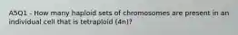 A5Q1 - How many haploid sets of chromosomes are present in an individual cell that is tetraploid (4n)?