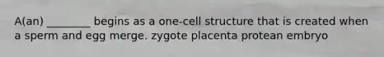 A(an) ________ begins as a one-cell structure that is created when a sperm and egg merge. zygote placenta protean embryo