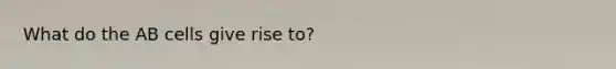 What do the AB cells give rise to?