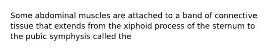 Some abdominal muscles are attached to a band of connective tissue that extends from the xiphoid process of the sternum to the pubic symphysis called the