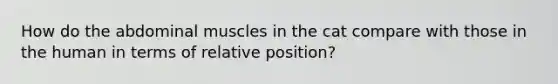 How do the abdominal muscles in the cat compare with those in the human in terms of relative position?