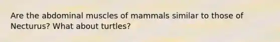 Are the abdominal muscles of mammals similar to those of Necturus? What about turtles?