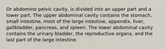 Or abdomino pelvic cavity, is divided into an upper part and a lower part. The upper abdominal cavity contains the stomach, small intestine, most of the large intestine, appendix, liver, gallbladder, pancreas, and spleen. The lower abdominal cavity contains the urinary bladder, the reproductive organs, and the last part of the large intestine.