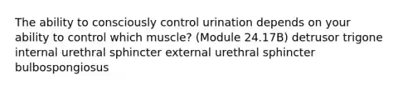 The ability to consciously control urination depends on your ability to control which muscle? (Module 24.17B) detrusor trigone internal urethral sphincter external urethral sphincter bulbospongiosus