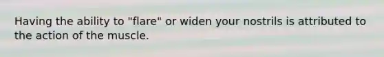 Having the ability to "flare" or widen your nostrils is attributed to the action of the muscle.