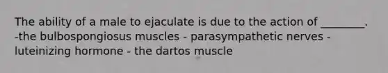 The ability of a male to ejaculate is due to the action of ________. -the bulbospongiosus muscles - parasympathetic nerves - luteinizing hormone - the dartos muscle