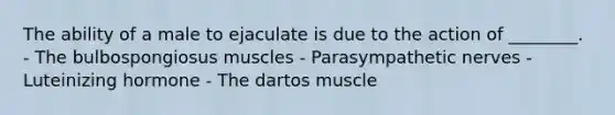 The ability of a male to ejaculate is due to the action of ________. - The bulbospongiosus muscles - Parasympathetic nerves - Luteinizing hormone - The dartos muscle