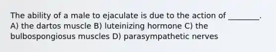 The ability of a male to ejaculate is due to the action of ________. A) the dartos muscle B) luteinizing hormone C) the bulbospongiosus muscles D) parasympathetic nerves