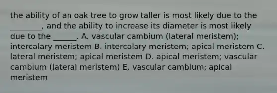 the ability of an oak tree to grow taller is most likely due to the ________, and the ability to increase its diameter is most likely due to the ______. A. vascular cambium (lateral meristem); intercalary meristem B. intercalary meristem; apical meristem C. lateral meristem; apical meristem D. apical meristem; vascular cambium (lateral meristem) E. vascular cambium; apical meristem