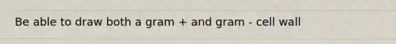 Be able to draw both a gram + and gram - cell wall