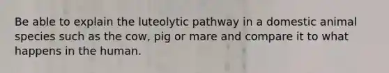 Be able to explain the luteolytic pathway in a domestic animal species such as the cow, pig or mare and compare it to what happens in the human.