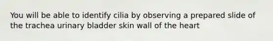 You will be able to identify cilia by observing a prepared slide of the trachea urinary bladder skin wall of the heart