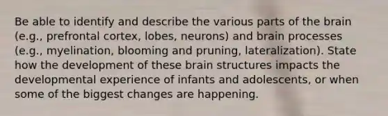 Be able to identify and describe the various parts of the brain (e.g., prefrontal cortex, lobes, neurons) and brain processes (e.g., myelination, blooming and pruning, lateralization). State how the development of these brain structures impacts the developmental experience of infants and adolescents, or when some of the biggest changes are happening.