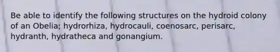 Be able to identify the following structures on the hydroid colony of an Obelia; hydrorhiza, hydrocauli, coenosarc, perisarc, hydranth, hydratheca and gonangium.