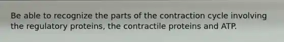 Be able to recognize the parts of the contraction cycle involving the regulatory proteins, the contractile proteins and ATP.