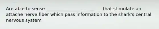 Are able to sense _______________ _________ that stimulate an attache nerve fiber which pass information to the shark's central nervous system