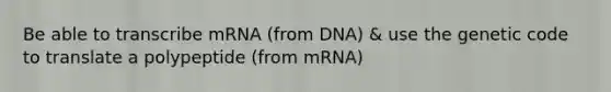 Be able to transcribe mRNA (from DNA) & use the genetic code to translate a polypeptide (from mRNA)